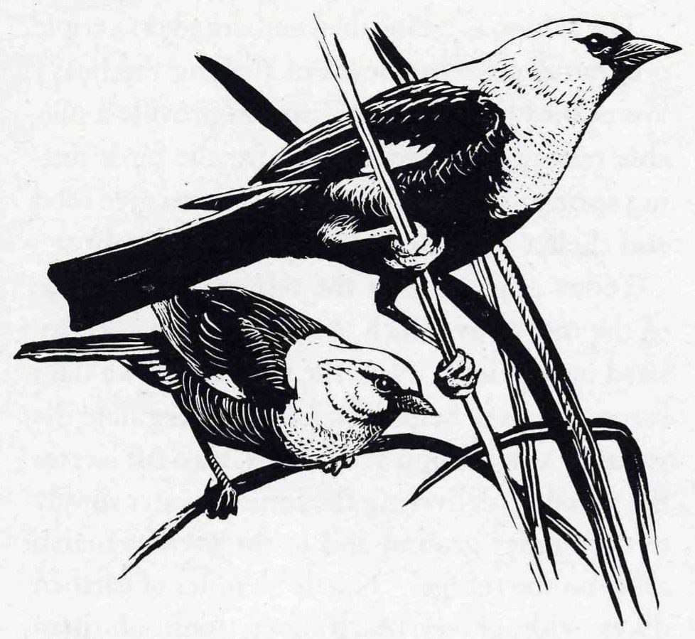 One of the most colorful summer residents of the marshes is the yellow-headed blackbird. — Woodcut-style drawing of two yellow-headed blackbirds perched on reed stems, a larger dark male with a pale head and white wing patch above and a smaller bird below.