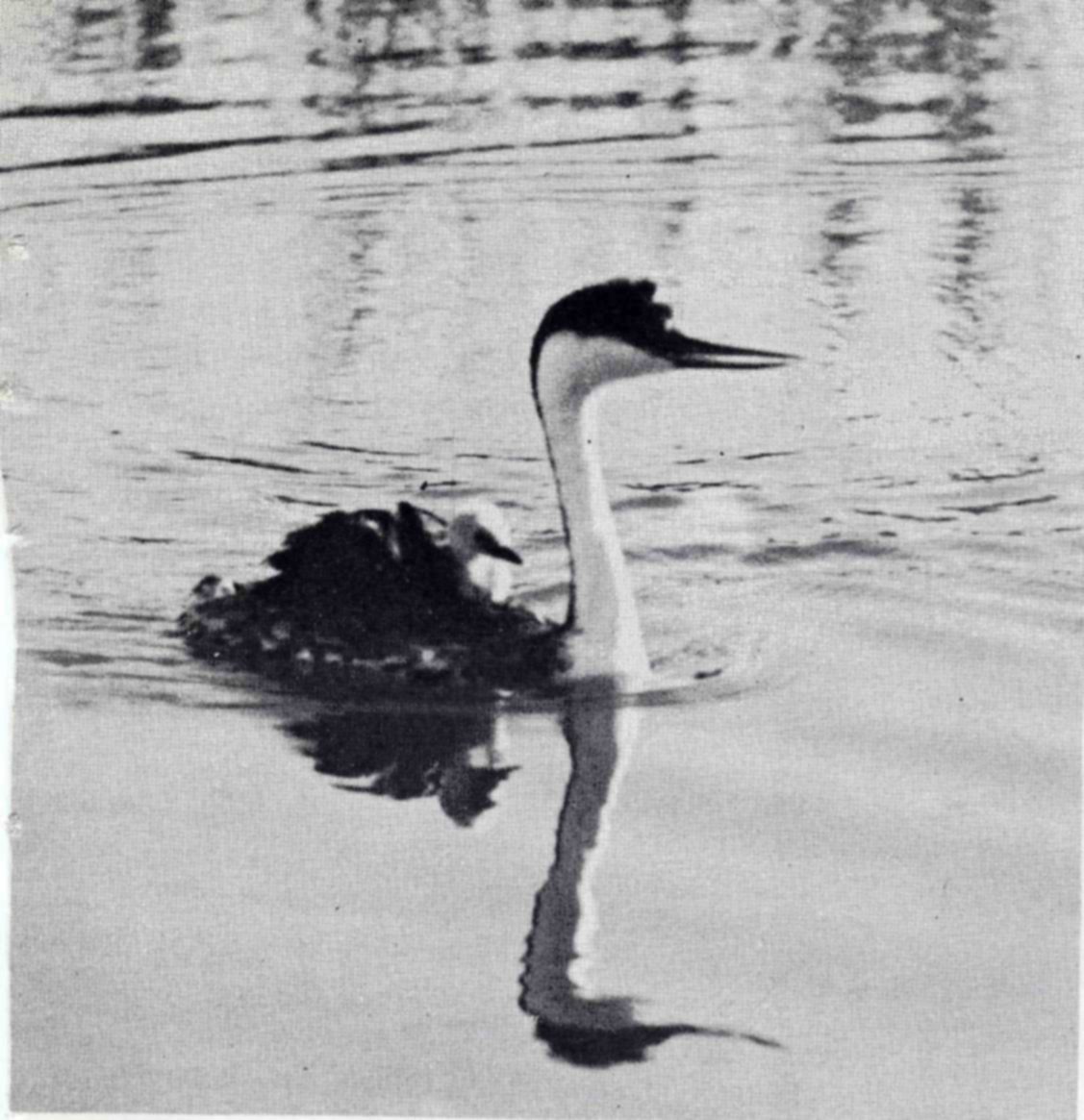 Western grebes, most accomplished of avian swimmers and divers, glide up and down the canals. They build floating nests of grass and weeds and raise 4 or 5 young. Baby grebes often ride on the mother’s back, nearly or completely hidden among her feathers. — Photograph of a western grebe swimming on calm water with a long white neck, dark crown and pointed bill, a small pale chick riding on its back, and its reflection below.