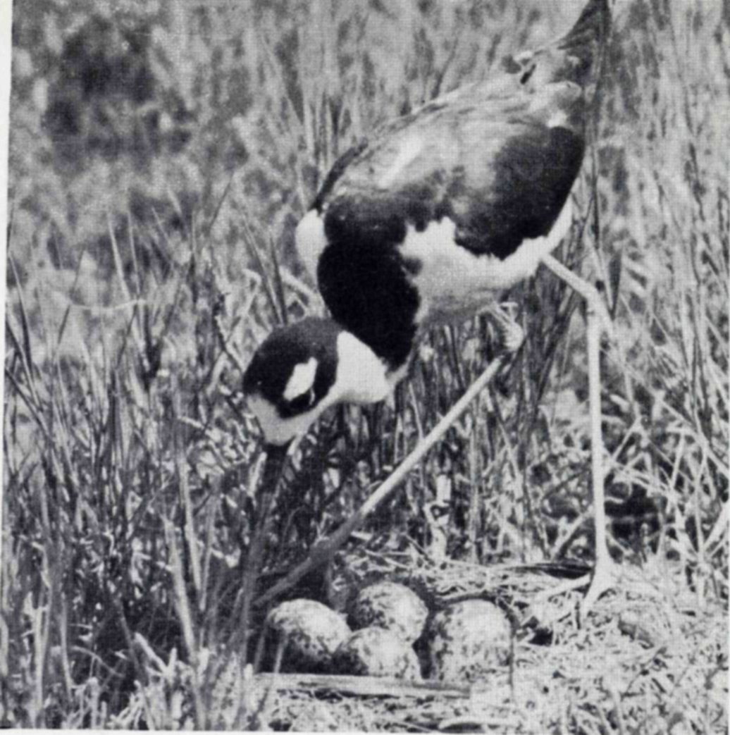 At Bear River the black-necked stilt (above) typically a bird of the Tropics, finds one of its most northern nesting grounds. — Photograph of a black-necked stilt standing on long thin legs in marsh grass, bending its head down toward a nest holding four speckled eggs.