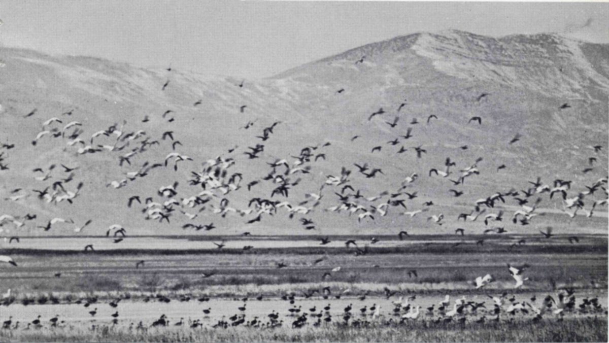 During the fall migration of the waterfowl, the waters of the Bear River Refuge and the sky above them are never empty of wings. — Photograph of a large flock of waterfowl, many of them white, rising in flight over a flat marsh with more birds crowded along the water below and bare mountains behind.
