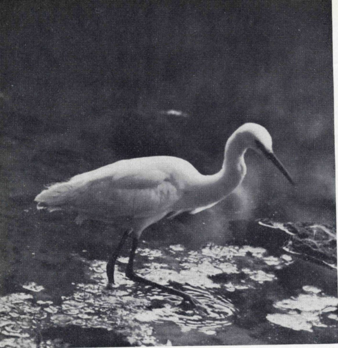 The two smaller herons of Bear River, the snowy egret (shown here) and the black-crowned night heron of shorter, stockier build, are often found fishing below the spillway near the refuge headquarters. — Photograph of a snowy egret, white against a dark background, wading in sunlit shallow water with its neck curved and its bill pointed down, one foot stepping and making ripples.