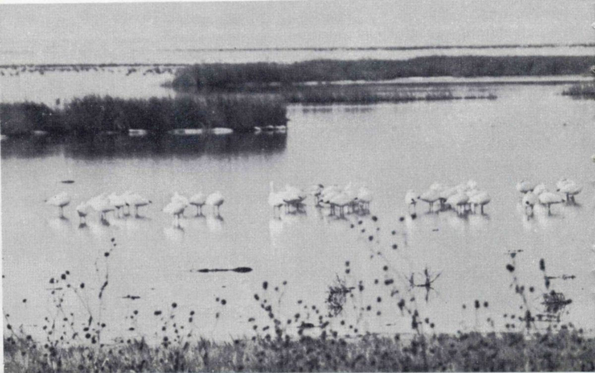 Pure white geese with black wing tips that show best in flight are the lesser snow goose, an Arctic nester which swings down across central and western Canada and the United States to its winter range in California and on the Gulf coast. — Photograph of groups of white birds standing in shallow water, heads tucked, with clumps of reeds beyond them and weed stalks in the foreground. The birds are at rest, not in flight.