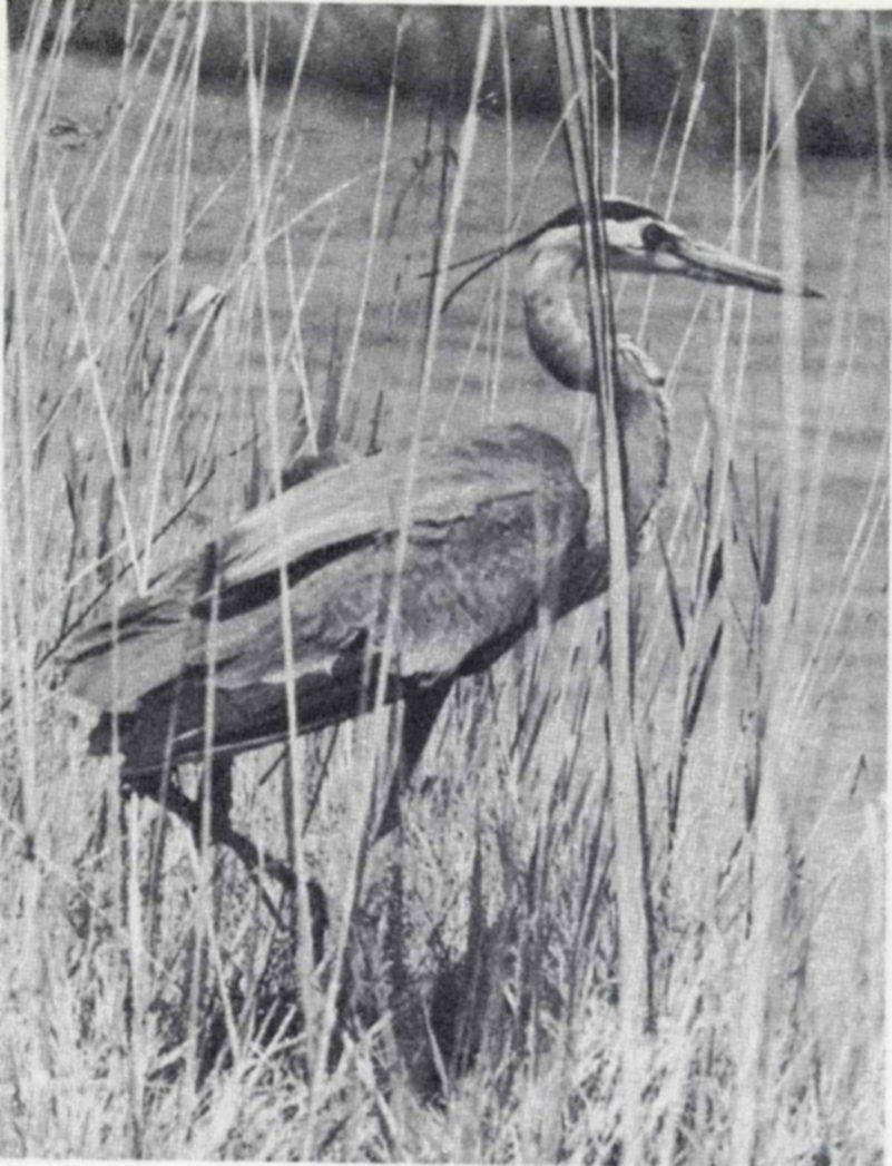 Stately great blue herons may be seen standing motionless along the canal banks, nearly hidden among the rushes, as they watch for fish. — Photograph of a great blue heron seen from the side among tall pale reeds, its long bill pointed right, a thin plume trailing from its head and water beyond.
