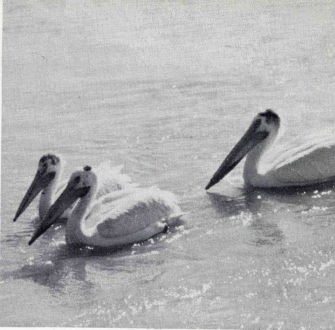 Thousands of white pelicans regularly visit the refuge, coming from nesting colonies on Gunnison and Bird Islands in Great Salt Lake. Their community feeding, as a number of the great white birds move through the water together, is one of Bear River’s unforgettable spectacles. — Photograph of three white pelicans with long bills swimming together on rippled, sunlit water.
