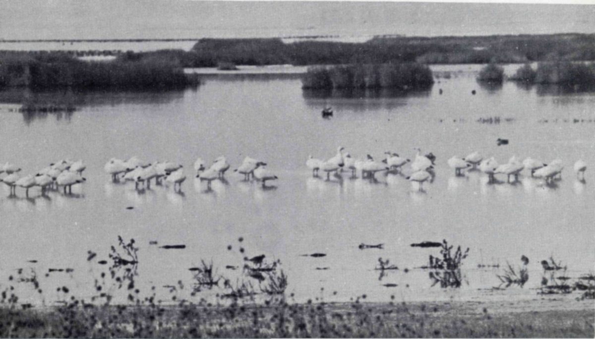 Photograph of two long rows of white birds standing in shallow marsh water, with low reed islands behind and weeds and bare shore in the foreground.