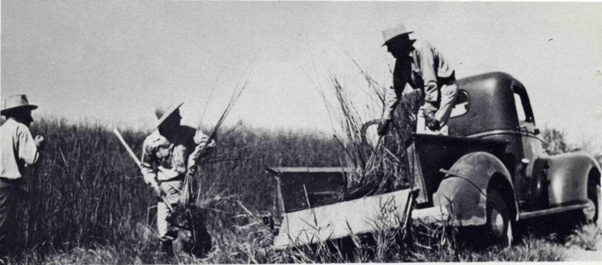 Among the activities that made the refuge a haven for birds was the planting of vegetation for food and cover. Foundation planting of carefully selected species has controlled erosion along the canal banks and provided seed stock from which these desirable plants spread. — Photograph of three men in wide-brimmed hats among tall marsh plants, two of them handling bundles of cut stalks and one standing on the bed of a pickup truck loaded with plants.
