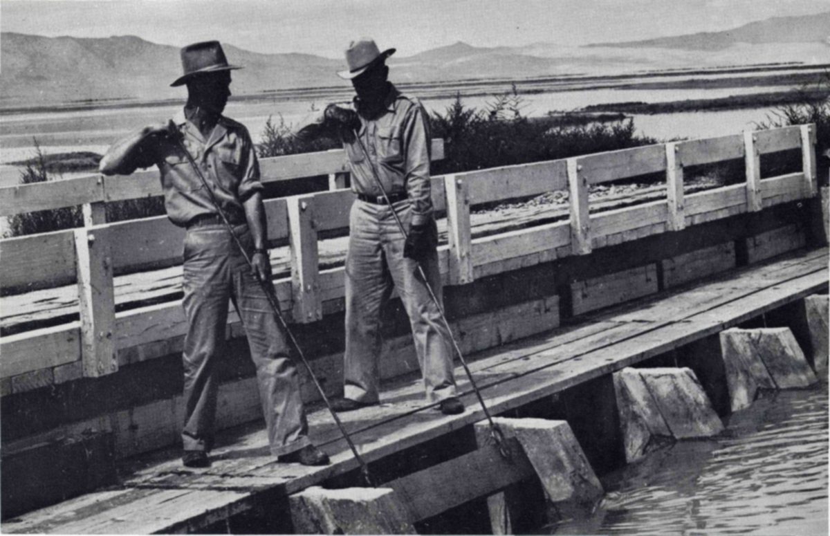 A research station operated at Bear River for several years developed a means of controlling duck sickness or botulism through the proper manipulation of water levels. Findings of the Bear River Station are widely applicable to other areas where botulism occurs. — Photograph of two men in hats standing on a wooden bridge or water-control structure beside a canal, each holding a long pole pointed toward the water, with marsh flats and mountains behind.