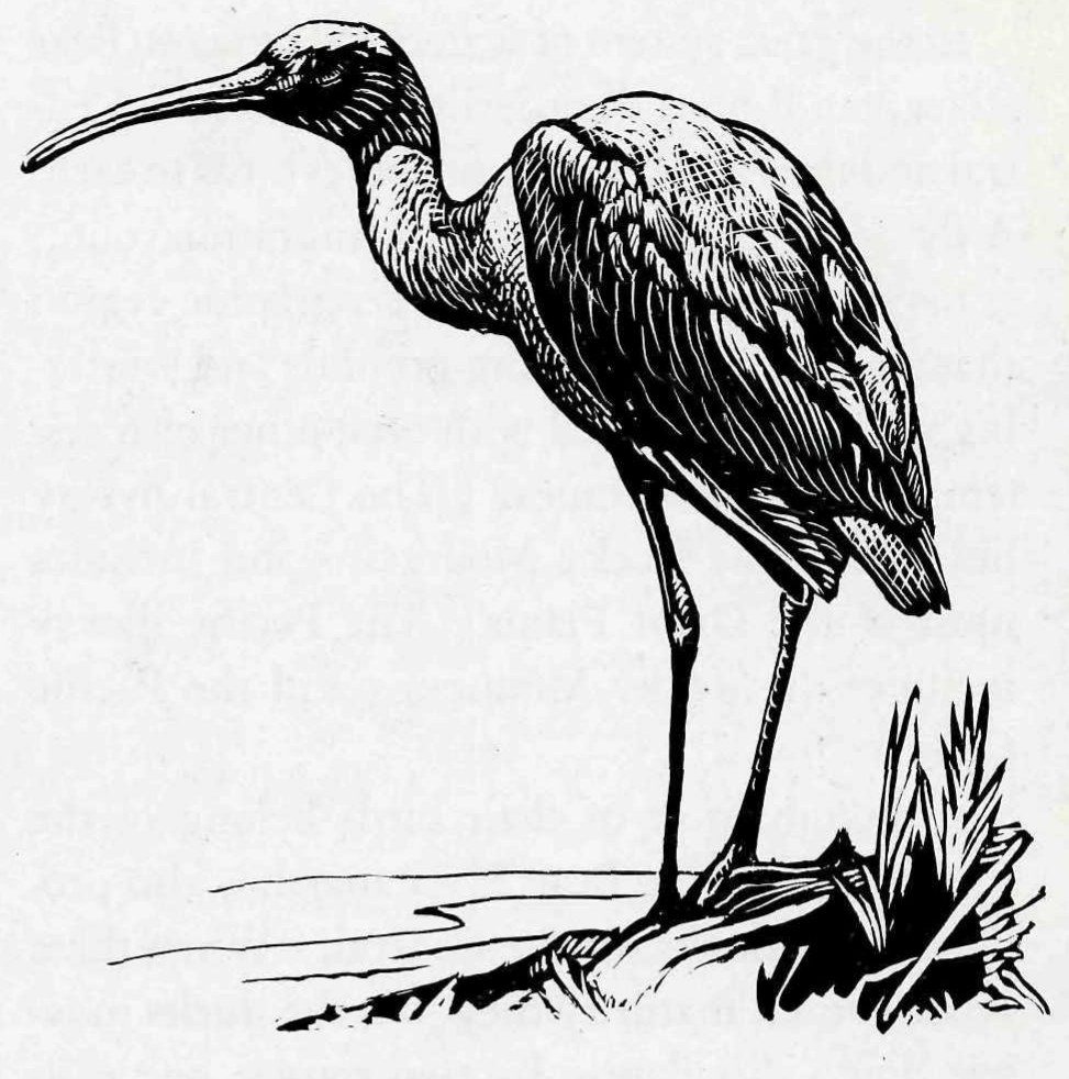 The white-faced glossy ibis, a bird of open marshes, is widely distributed from Utah and Oregon southward. At Bear River several hundred pairs nest, forming one of the largest conveniently visited colonies in the country. — Woodcut-style drawing of a glossy ibis standing on long legs on a small bank of marsh grass, its long downward-curved bill pointing left.