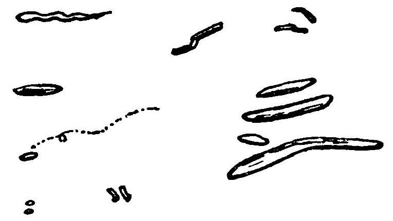 Leeuwenhoek's wee animals from the white stuff between his teeth: short rods, long bent sticks, a wavy corkscrew, a dotted curving trail with a small loop, and tiny paired round specks.