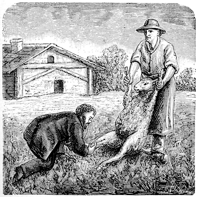 Vaccinating Sheep for Anthrax — In a field before a farm shed, a man in work clothes and a wide hat holds a sheep upright by its forelegs while a bearded man kneels at its hind leg with a syringe.