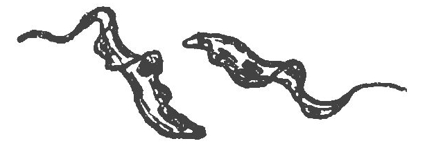 Two of the creatures Bruce saw darting among the blood cells of his sick horses: long twisting bodies, each with a blunt rear end, a fin along its length, and a lashing whip in front.
