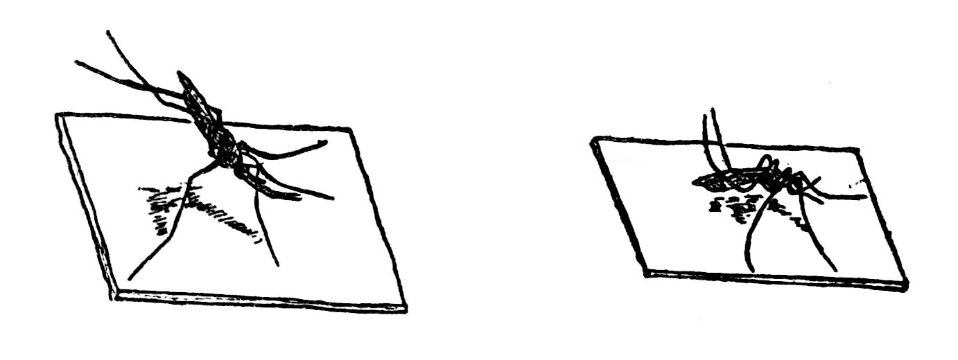 Two mosquitoes at rest on flat squares: on the left zanzarone, the anopheles, with the tail-end of her body sticking up in the air; on the right a Culex, sitting low with its tail drooped.