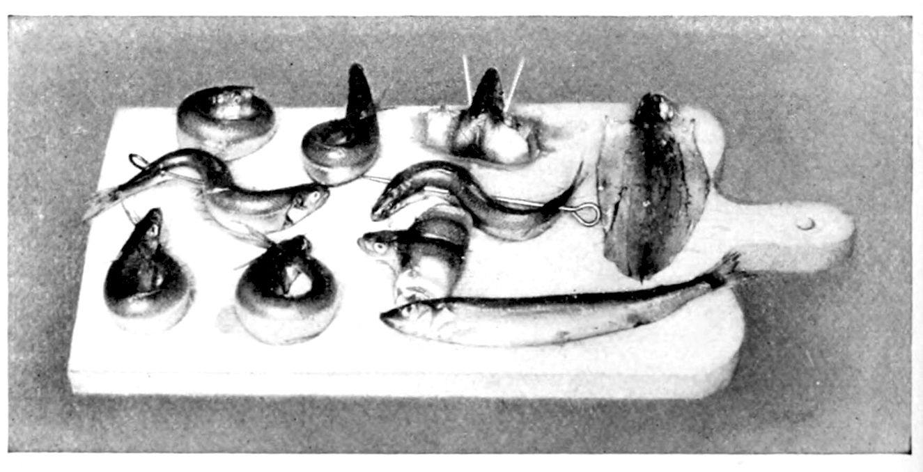 Smelts prepared for cooking. — Raw smelts laid out on a wooden board with a handle: some straight, some curled into rings with the tail in the mouth, some bent into an S on a wire skewer, and one split and boned flat.