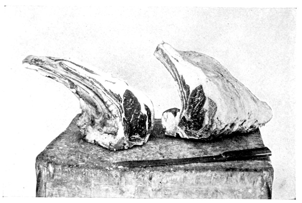 Tip of Sirloin. Five Prime Ribs. — Two raw rib cuts on a butcher’s block with a long knife in front, the rib bones sweeping up and back from the lean; the piece at the right is larger and deeply covered with fat.