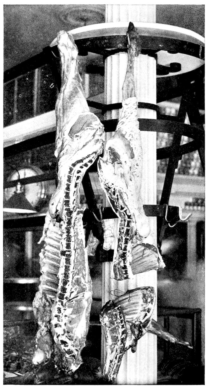 Side of Veal with Sweetbread attached. Side of Lamb showing division into fore and hind quarter. — Two sides hang from hooks on an iron rack round a market pillar: the long side of veal at the left, and at the right the side of lamb, its hind quarter above and fore quarter hanging below.