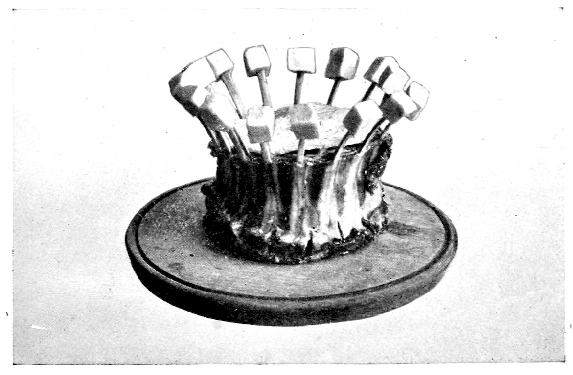 Crown of Lamb, prepared for Roasting. — The ribs have been sewn into a ring that stands on a round board like a crown, the ends of the bones turned outward and each capped with a cube of fat salt pork.