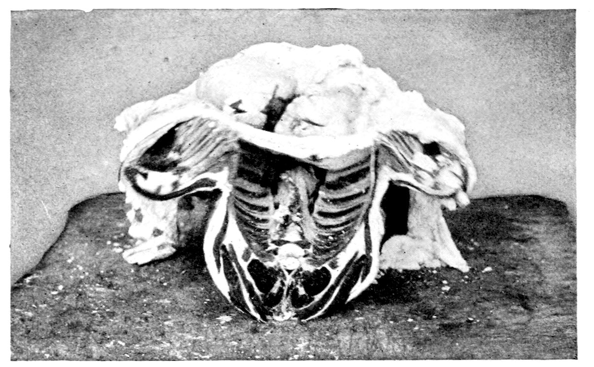 Saddle of Mutton as purchased. — The uncooked saddle stands on a butcher’s block viewed from its cut end, showing the backbone, the ribs spread to either side and a thick covering of fat over the top.