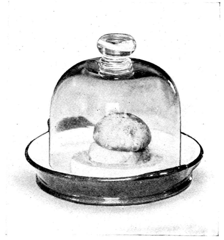 Sweetbread à la Napoli. — Under a glass bell cover with a knob on top, a mushroom cap crowns the piece of sweetbread on its round of toast, in a small shallow dish.