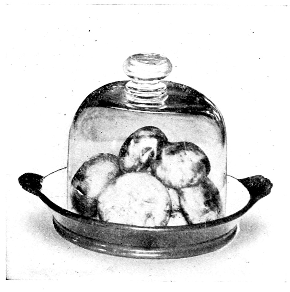 Braised Sweetbreads Eugénie. — Under a glass bell cover, five or six mushroom caps are piled high on the sweetbread in a small dish with two handles.