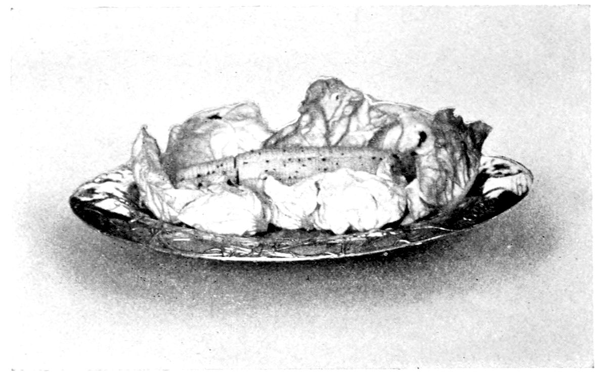 Cucumber Salad. — The pared cucumber lies on a bed of lettuce leaves on an oval dish, grooved lengthwise and cut across in thin slices that still hold its original shape.