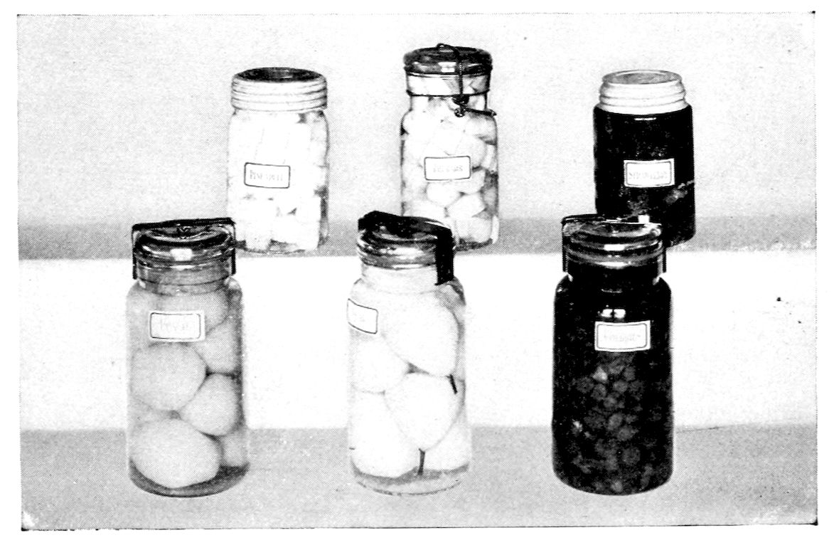 Canned Fruits. — Six glass jars of canned fruit on two shelves, three with screw covers and three with wire clamps; one holds pear halves on their stems, another large pale halves, another small dark round fruit.