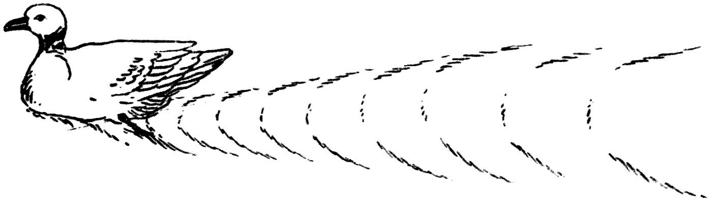 The two trains of little oblique waves left by a duck swimming on a pond. Each short wave overlaps its neighbour, giving the stepped or echelon arrangement.