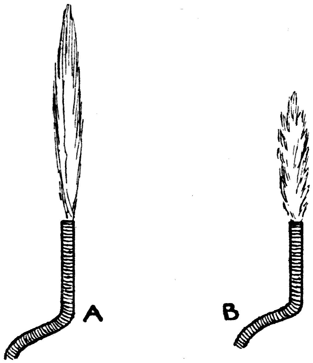 The sensitive flame. Undisturbed, it stands up quiet and lance-like (A); the moment a shrill sound reaches it — the clink of two coins across the room will do — it drops to a third of its height, roars, and frays out at the edges (B).