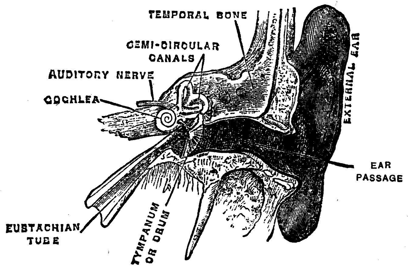 The human ear in section. The outer passage ends at the drum; behind it the middle ear carries its chain of three linked bones across to the oval window, and behind that again, buried in the bone of the skull, lie the labyrinth, the semicircular canals and the spiral of the cochlea.