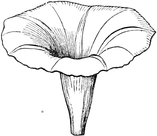Fig. 5. — The corolla of the Morning-Glory, taken off whole: a wide funnel with a wavy, spreading rim and a narrow tube below, shown about natural size.