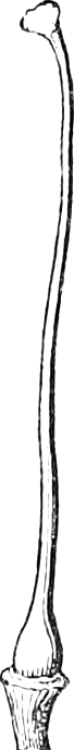 Fig. 8. — The single pistil of the Morning-Glory, enlarged: a small ovary at the base, a long slender style, and a knobbed stigma at the top.