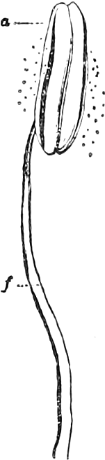 Fig. 9. — A Lily stamen: a long curving filament, f, bearing an oblong anther, a, with grains of pollen scattered about it.