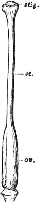 Fig. 10. — A Lily pistil: the ovary, ov., at the base, tapering into a long style, st., with the stigma, stig., at the top.