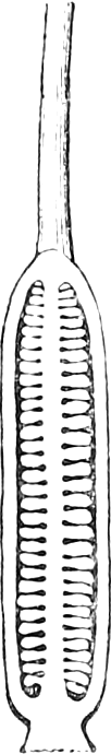 Fig. 11. — The ovary of the Lily pistil cut through lengthwise and magnified, showing two long rows of crowded young seeds, or ovules, inside.