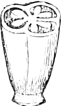 Fig. 12. — The lower part of a Lily ovary cut in two crosswise, its cut face showing the three-lobed arrangement of cells and young seeds within.