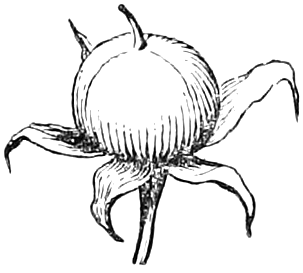 Fig. 13. — The Morning-Glory pod: a round, smooth pod with a short point on top, the calyx of narrow curling sepals spread beneath it on its stalk.