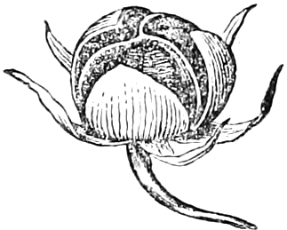 Fig. 14. — The same pod fully ripe and dry, splitting from the top into three pieces so that the dark seeds show within, above the calyx and a long curving stalk.
