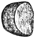 Fig. 15. — A single Morning-Glory seed, a little enlarged: a dark, blunt, wedge-shaped body with one flat face.