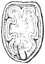 Fig. 16. — A seed cut through lengthwise and magnified, showing the embryo whole and flatwise inside, its seed-leaves crumpled and folded to save room.