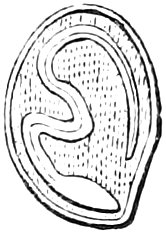 Fig. 17. — A seed cut lengthwise the other way and magnified, showing only the thickness of the embryo edgewise, curled round and surrounded by the pulpy nourishing matter.