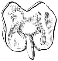 Fig. 18. — The embryo taken out whole and spread flat: two broad, lobed, crumpled seed-leaves side by side, with the little radicle hanging below.