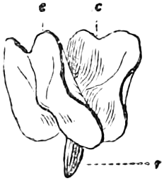 Fig. 19. — The embryo with its two seed-leaves, c, c, pulled apart on the summit of the stemlet, and the radicle, r, pointing downward.
