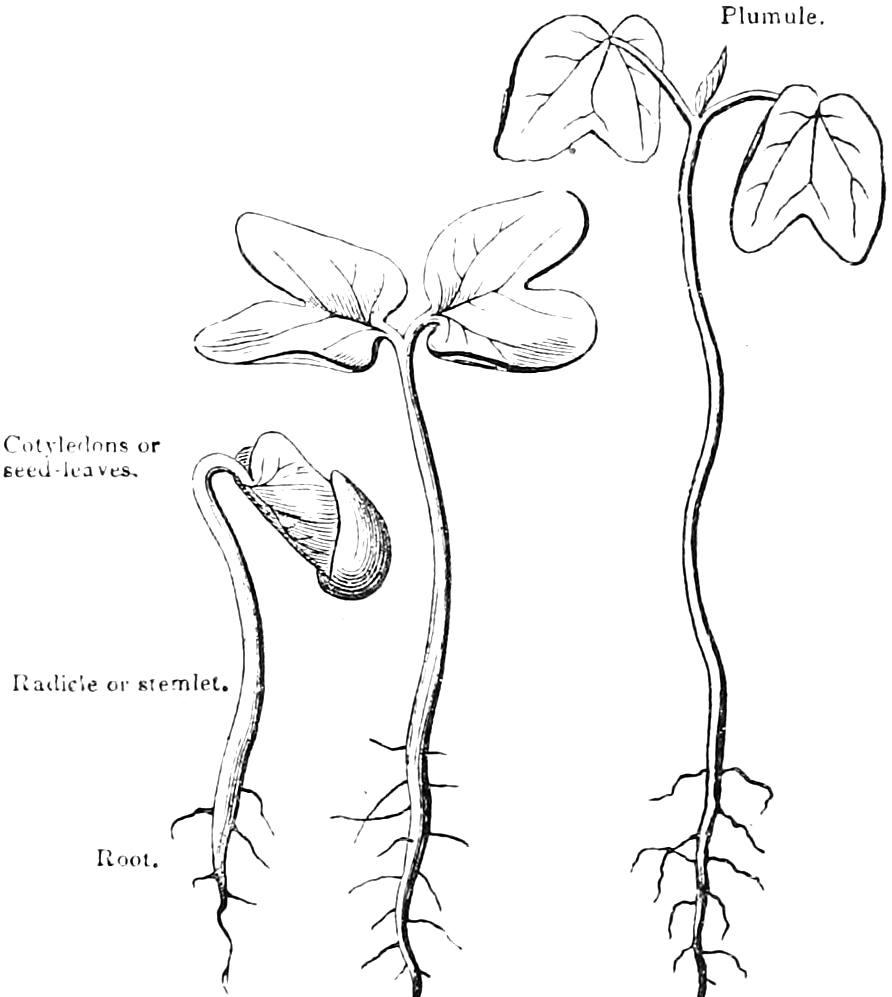 Fig. 20. Fig. 21. Fig. 22. — Three Morning-Glory seedlings in order of age: at left (20) a curved stemlet lifting the seed-leaves out of the husk; in the middle (21) the seed-leaves spread wide above a rooted stem; at right (22) a taller seedling with a plumule rising between them. Printed labels name the parts.