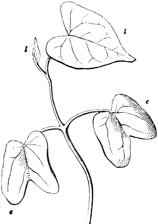 Fig. 23. — The upper part of the same Morning-Glory seedling later on: the two seed-leaves, c, c, below, the next leaf, l, raised on a second joint of stem, and a small new leaf just unfolding beside it.