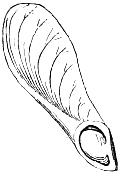 Fig. 24. — The lower part of the winged seed-vessel of Red Maple, cut away at its base to show the seed lying in its place.