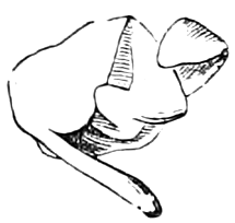 Fig. 26. — The embryo taken out and a little unfolded: the two seed-leaves partly crumpled together above, the radicle or stemlet curving away below.