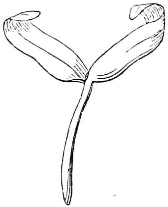 Fig. 27. — The embryo straightened out after throwing off the seed-coats: two rather thick, strap-shaped seed-leaves spreading in a V on top of a long stemlet.