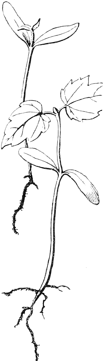 Fig. 29. Fig. 30. — Two older Maple seedlings drawn overlapping: behind (29) a seedling whose first pair of true leaves is rising above the seed-leaves; in front (30) a taller one with lobed, toothed leaves on a second joint of stem and a branching root.