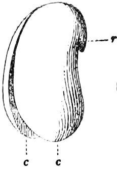 Fig. 32. — A bean with its coats removed: the whole kernel is the embryo, two thick seed-leaves, c, c, pressed together, with the short radicle, r, at one edge.