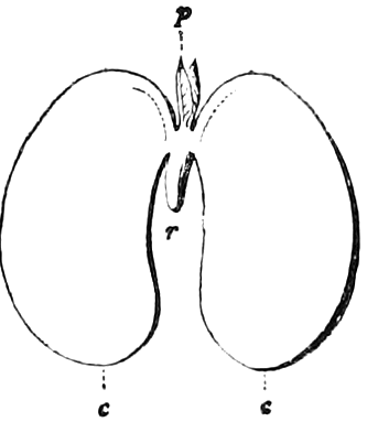 Fig. 33. — The same bean embryo with its two thick seed-leaves, c, c, spread wide open and seen from inside, joined to the short radicle, r, with the plumule, p, above.