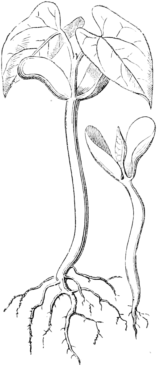Fig. 35. Fig. 34. — Two Bean seedlings side by side: at right (34) a young one just lifting its thick seed-leaves above ground on a slender curved stem; at left (35) an older plant with its first broad, heart-shaped true leaves spread above the seed-leaves and a mass of branching roots.
